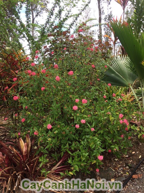 Rondeletia leucophylla