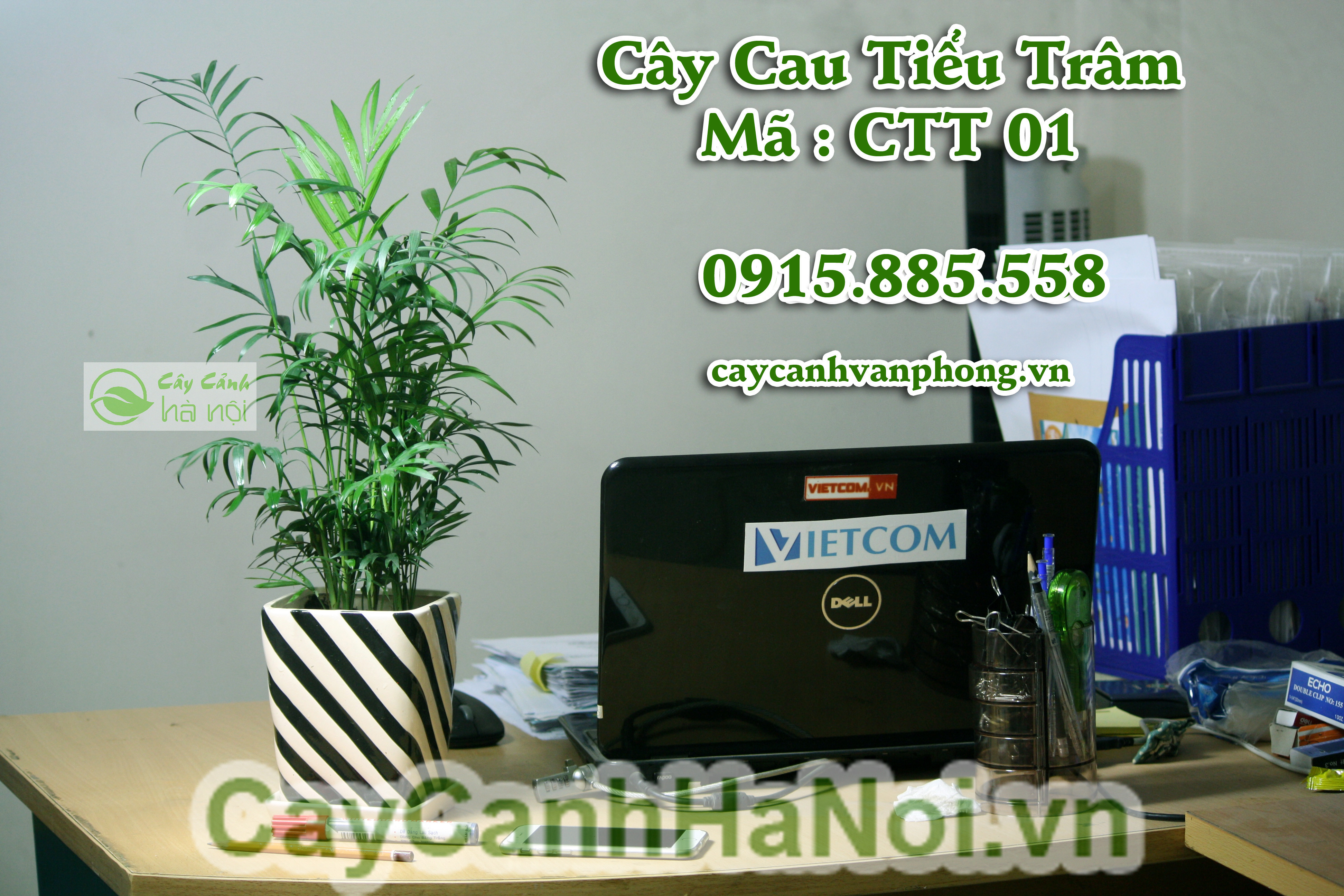 cay-cau-tieu-tram