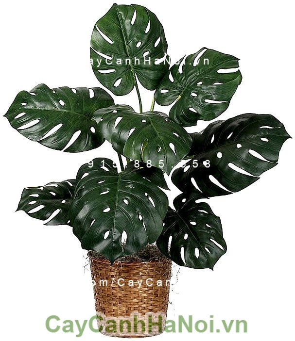 cay-ray-my-la-xe-monstera