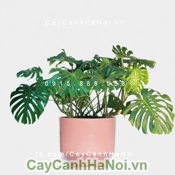 cay-ray-my-la-xe-monstera