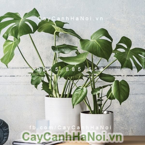 cay-ray-my-la-xe-monstera