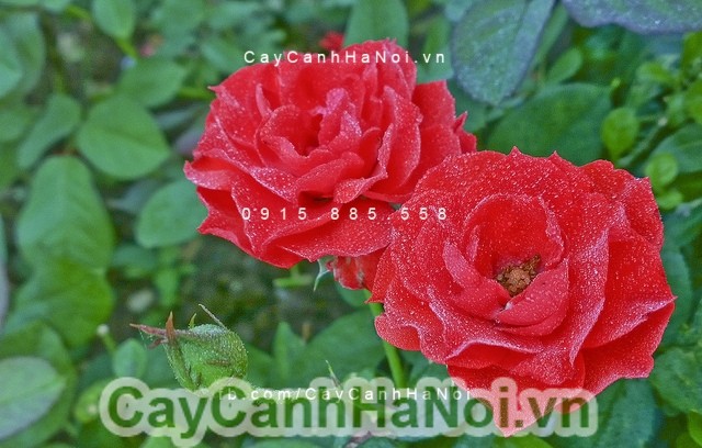 http://caycanhnoithat.net/cay-canh/san-pham/cay-canh-noi-that-trang-tri/